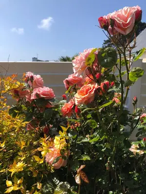 Jardin de l'établissement L’évidence
