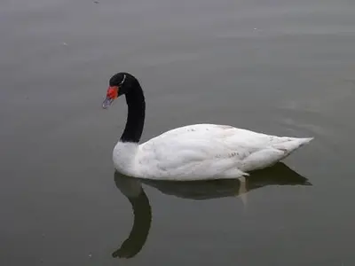 Animaux dans la maison d'hôtes ou à proximité