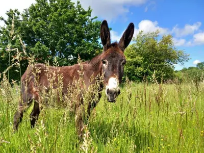 Animaux dans le B&B/chambre d'hôtes ou à proximité