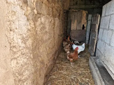 Animaux dans la maison de vacances ou à proximité