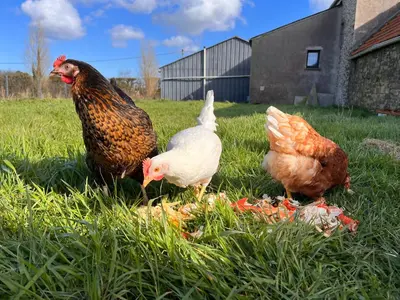 Animaux dans la maison de vacances ou à proximité
