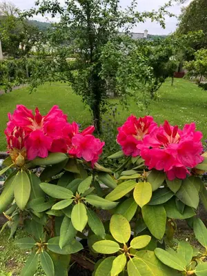 Jardin de l'établissement Fleur de l Elorn