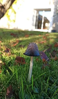 Jardin de l'établissement Charmante longère bigoudène