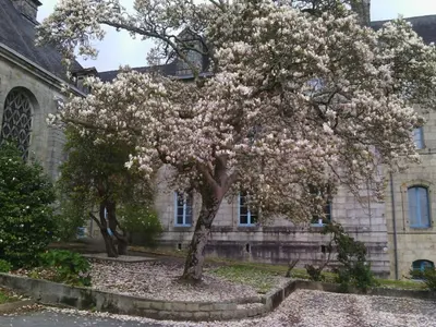Jardin de l'établissement LE MANOIR - REZ DE CHAUSSEE - PARKING - WIFI - CENTRE VILLE