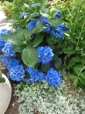 Jardin de l'établissement Ty An Eol