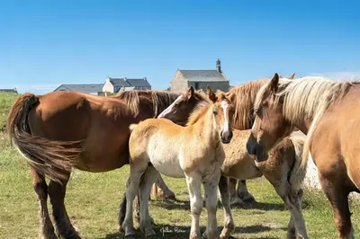 Animaux dans la maison de vacances ou à proximité