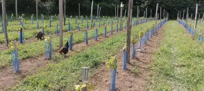 Jardin de l'établissement Le Domaine de Kerampape, gîte accessible, vignoble en Finistère sud