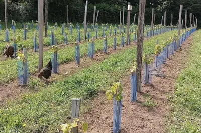 Jardin de l'établissement La Clef des Champs, gîte à la ferme au pied des vignes, Finistère sud !