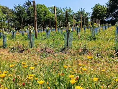Jardin de l'établissement Sous le Grand Chêne, gîte à la ferme, Finistère