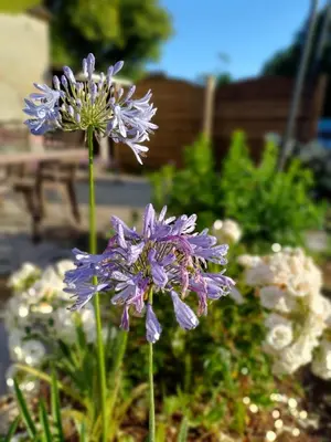 Jardin de l'établissement O'TY'ZOISEAUX - Plus proche de la nature - Meublé tourisme classé 4 étoiles