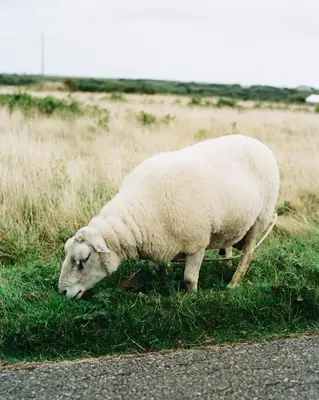 Animaux dans la maison de vacances ou à proximité