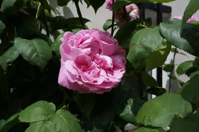 Jardin de l'établissement Ma petite maison bretonne