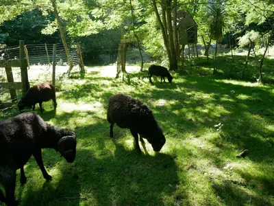 Animaux dans la maison de vacances ou à proximité