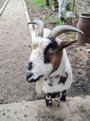 Animaux dans le chalet ou à proximité