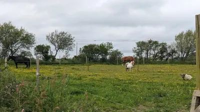 Animaux dans la maison de vacances ou à proximité