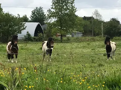 Animaux dans la maison de vacances ou à proximité