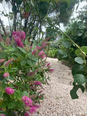 Jardin de l'établissement Maison spacieuse 120 m plage de la grève blanche