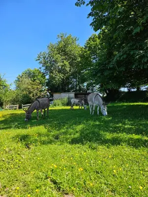 Animaux dans la maison de vacances ou à proximité