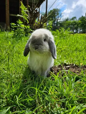 Animaux dans la maison de vacances ou à proximité