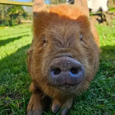 Les gites de koatephani et ses animaux