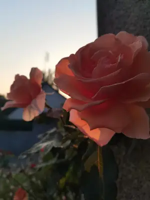 Plan de l'établissement Le Roc'h Mousse Gîte de Charme en Centre Finistère