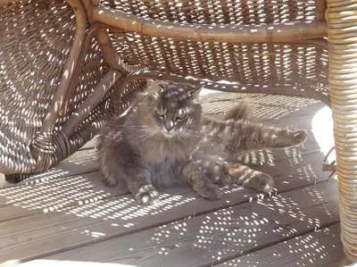 Animal ou animaux domestique(s) séjournant avec des clients dans l'établissement Maison en bord de mer - Plougastel-Daoulas - 6 à 8 personnnes
