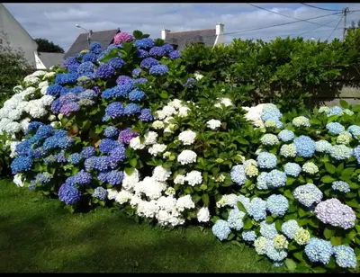 Jardin de l'établissement les hortensias