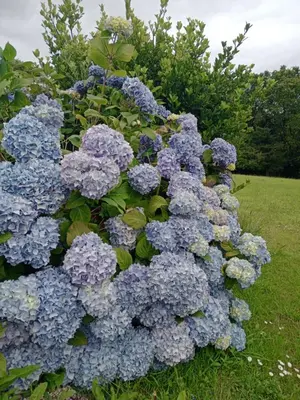 Jardin de l'établissement Maison Pays Fouesnantais