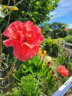 Jardin de l'établissement Maison Pays Fouesnantais