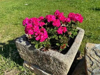 Jardin de l'établissement Les Sternes