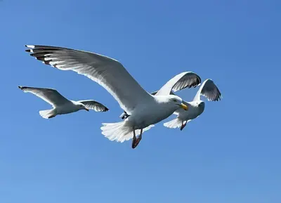Animaux dans l'appartement ou à proximité