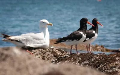 Animaux dans le B&B/chambre d'hôtes ou à proximité