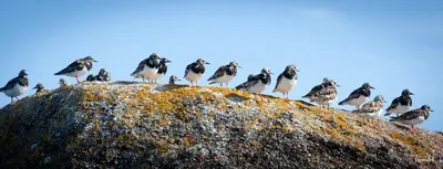 Animaux dans le B&B/chambre d'hôtes ou à proximité