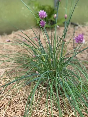 Jardin de l'établissement Le gîte du petit Plessix