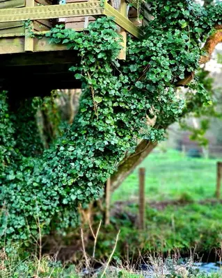 Jardin de l'établissement Le gîte du petit Plessix