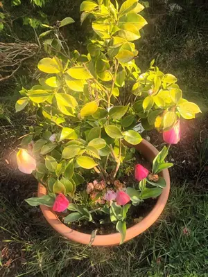 Jardin de l'établissement Happy days