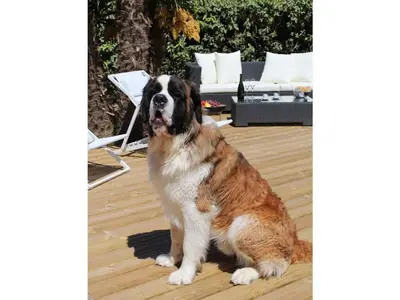 Animal ou animaux domestique(s) séjournant avec des clients dans l'établissement Avel Mor Comfortable holiday residence