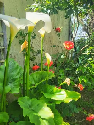 Jardin de l'établissement Le repère de Saint Mathieu