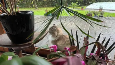 Animal ou animaux domestique(s) séjournant avec des clients dans l'établissement Ti an dour