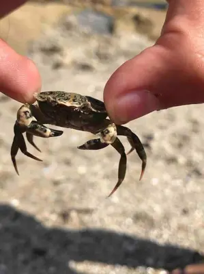 Animaux dans la maison de vacances ou à proximité