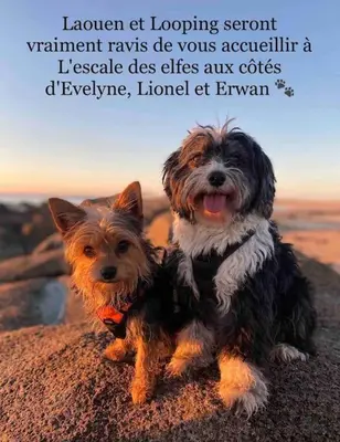 Animal ou animaux domestique(s) séjournant avec des clients dans l'établissement Gîte Breizh piscine ou jacuzzi