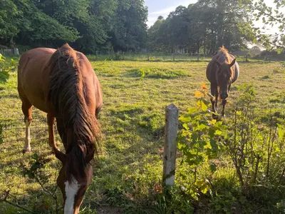 Animaux dans la maison de vacances ou à proximité