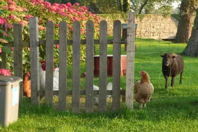 Animaux dans la maison d'hôtes ou à proximité