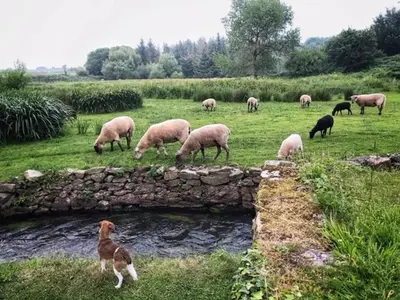 Animaux dans la maison d'hôtes ou à proximité