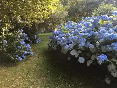 Jardin de l'établissement Morlaix - Maison au milieu des bois