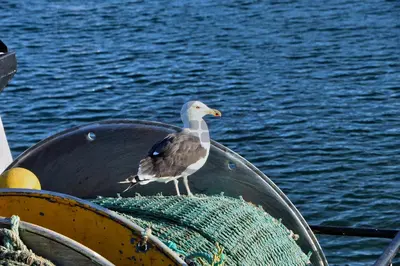 Animaux dans la maison de vacances ou à proximité