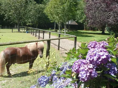 Animaux dans la maison de vacances ou à proximité