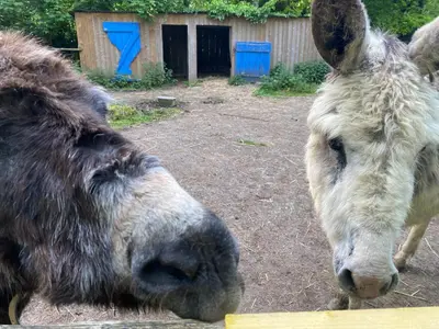 Animaux dans la maison de vacances ou à proximité