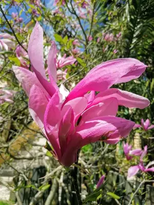 Jardin de l'établissement Guest house dans jardin exotique, quartier calme, jacuzzi, parking gratuit