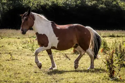 Animaux dans le camping ou à proximité
